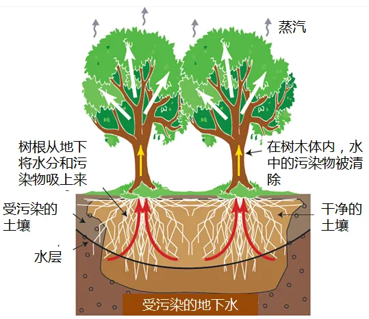 硒能抗佶重金屬嗎？是真的嗎？